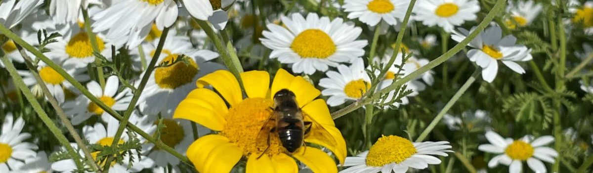 And we have been getting the seal of approval from the local  pollinators.